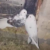 ایرانی اصیل|پرنده|کهنوج, |دیوار