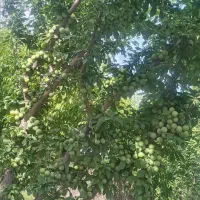 باغ شهریار فرارت