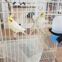 یک جفت طوطی عروس هلندی سخنگو بندر دیّر|پرنده|بندر کنگان, |دیوار