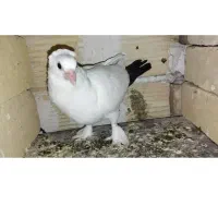 جوجه کبوتر