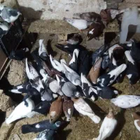 کفترزیبا|پرنده|قائن, |دیوار