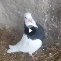 کبوتر خوب درجه یک