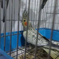 عروس هلندی با قفس|پرنده|تهران, گمرک|دیوار