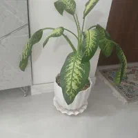 فروش گل طبیعی