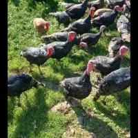 فروش بوقلمون نر