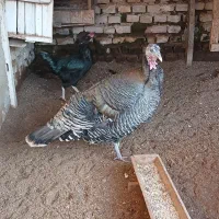 بوقلمون ماده یک عدد