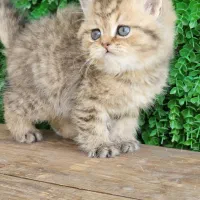 گربه غذاخور تبی