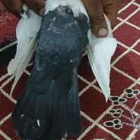 ماده دمبی|پرنده|شوشتر, |دیوار