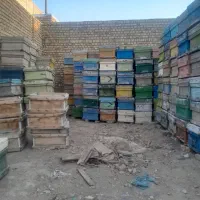 کندو زنبور|عمده‌فروشی|کاشمر, |دیوار