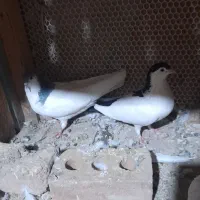 کفتر|پرنده|نیشابور, مازول|دیوار