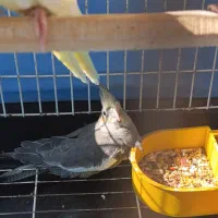 عروس هلندی|پرنده|آران و بیدگل, |دیوار