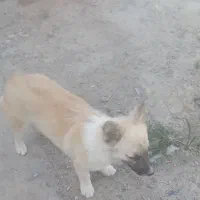 سگ کامل حرف گوش کن