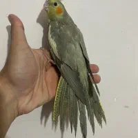 جوجه عروس هلندی