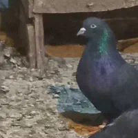 کبوتر۳ عدد  ماده سیاه پور|پرنده|فارسان, |دیوار