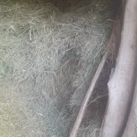 یونجه‌تمیز