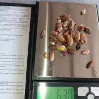 پسته ی پوک و روآبی|عمده‌فروشی|تربت‌حیدریه, پائین ولایت|دیوار