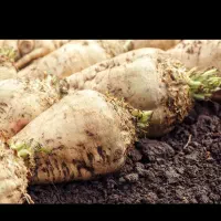 قرارداد چغندر