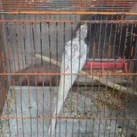 عروس هلندی جوجه