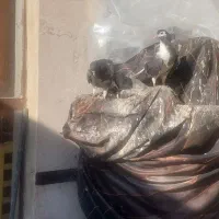 مفلق خرقه|پرنده|اصفهان, وحید|دیوار