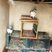 کبوتر