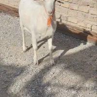 بز سانن اصل