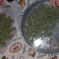 سبزی وحشی کوهی شوید عطاری