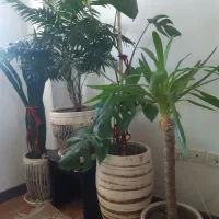 درختچه گل و گلدان