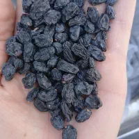 مویز ترکمن ۴ بدون هسته|خوردنی و آشامیدنی|قزوین, |دیوار