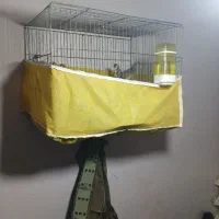 قناری جفتی سهره|پرنده|کوهدشت, |دیوار