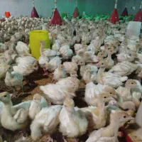 جوجه بوقلمون بیوتی سیکس|حیوانات مزرعه|تربتحیدریه, بالا ولایت|دیوار