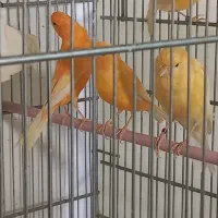 قناری رسمی بلند