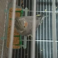 عروس هلندی|پرنده|سبزوار, هویزه|دیوار