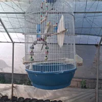 عروس هلندی با قفس
