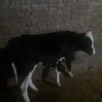 گوساله هلشتاین نر ۲۴۰کیلویی