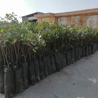 نهال پسته بیجه پسته