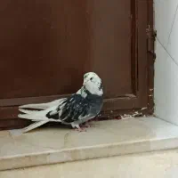 کفتر سرور|پرنده|قم, شهر قائم|دیوار