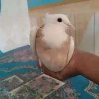 طوقی|حیوانات|اهواز, اهواز|دیوار