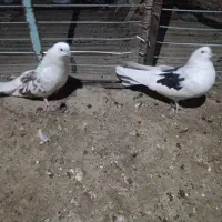 کبوتر پشت دار|پرنده|جیرفت, |دیوار