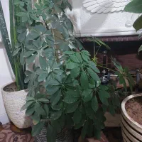 گلدان وگل طبیعی|گل و گیاه طبیعی|شیراز, نصر|دیوار