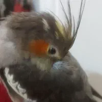 عروس هلندی گمشده