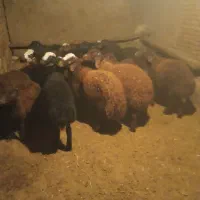 بره|حیوانات مزرعه|زالیان, |دیوار