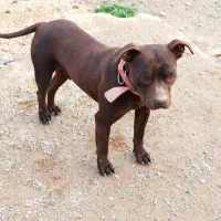 سگ پیتبول نر تریر اصیل نگهبان شدید عوض با داگو