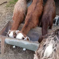 فروش 4 راس بزغاله میان وزن