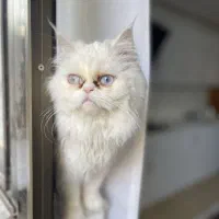 واگذاری گربه