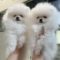 سگ پامرانین|سگ|مشهد, احمدآباد|دیوار