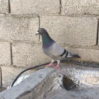 دو عدد کفتر سبز و زاغ نر