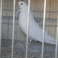 سفید نر نوک فنچ