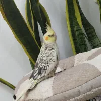 پرنده