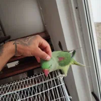 شاه طوطی نر رام و دستی|پرنده|چالوس, |دیوار