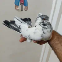 پرش بالا
